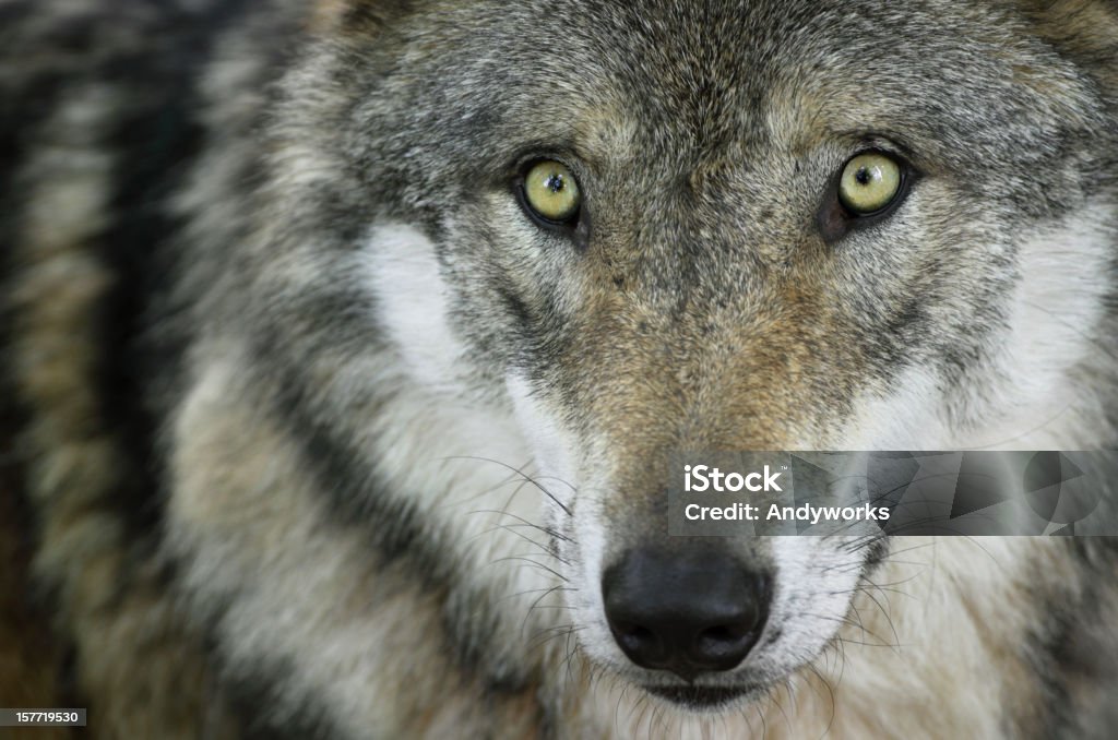 Wunderschöne starren Wolf - Lizenzfrei Wolf Stock-Foto