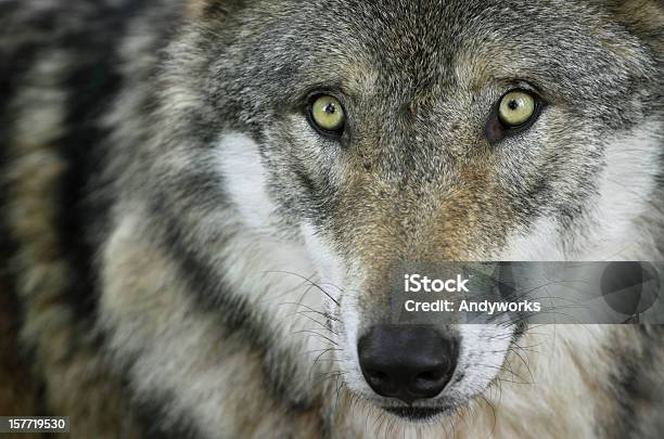 Wunderschöne Starren Wolf Stockfoto und mehr Bilder von Wolf - Wolf, Nah, Einzelnes Tier