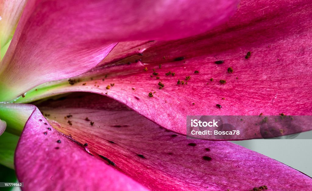 Fiore bellissimo Giglio - Foto stock royalty-free di Close-up