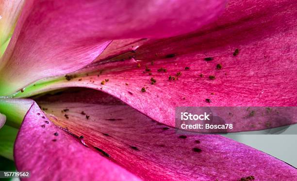 Fiore Bellissimo Giglio - Fotografie stock e altre immagini di Close-up - Close-up, Composizione orizzontale, Fiore singolo