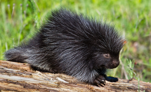 North American Porcupine , Juvenile  