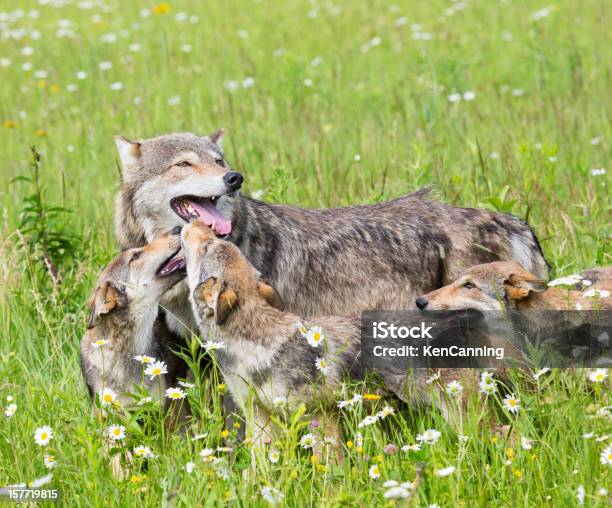 Wolf 부품군 늑대에 대한 스톡 사진 및 기타 이미지 - 늑대, 회색늑대, 강아지-어린 동물