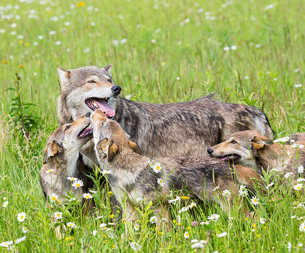 Mother wolf with three cubs on grassy meadow Gray Wolf Family , mother and three pups   timber wolf stock pictures, royalty-free photos & images