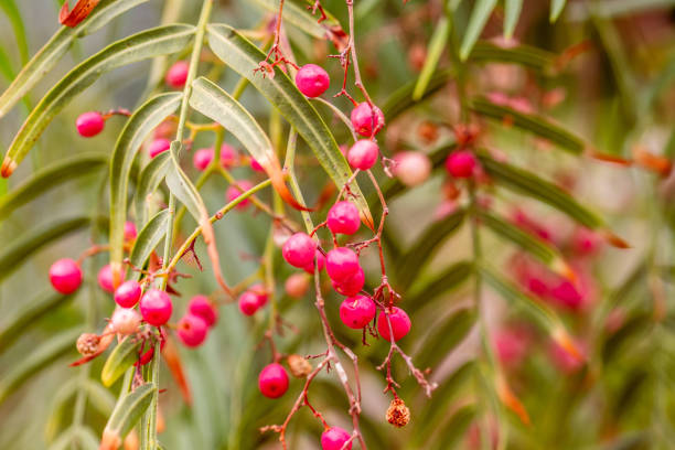 istock Flora planted in a garden. 1577198177