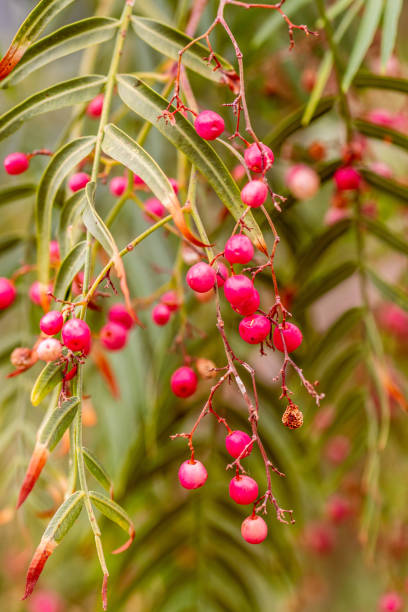 istock Flora planted in a garden. 1577198694