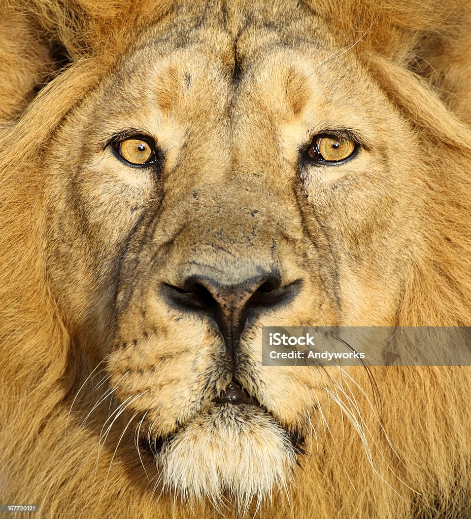 Lion Nahaufnahme - Lizenzfrei Löwe - Großkatze Stock-Foto