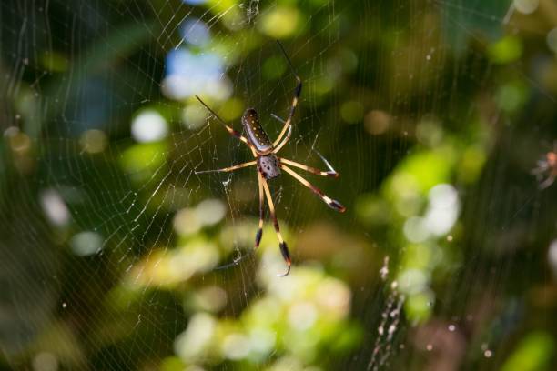 istock a spider that is in the middle of a net hanging in a tree 1577201758