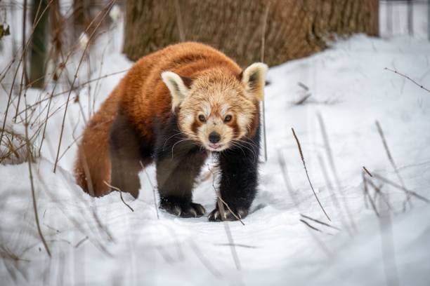 istock a small red panda walking through the snow with trees behind him 1577201762