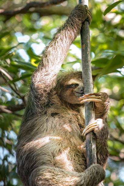 istock Cute sloth hangs from a vibrant and verdant tree in its natural environment 1577201964