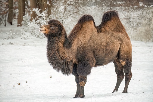 A camel stands alone in a snowy winter landscape, surrounded by a blanket of white snow