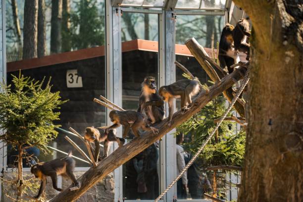 istock monkeys stand and climb in a tree in front of their enclosure 1577202279