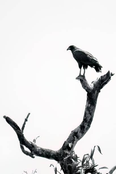 istock Majestic bald eagle perched atop a tall, bare tree trunk on a sunny day 1577202282