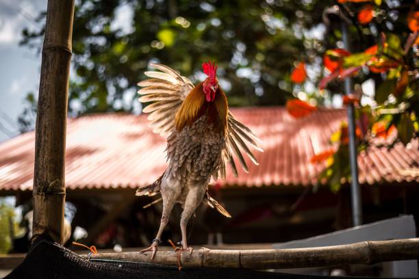 a rooster with long wings spread out standing on a wooden pole A colorful rooster stands proudly atop a wooden post, with its long wings spread wide rooster open wings stock pictures, royalty-free photos & images