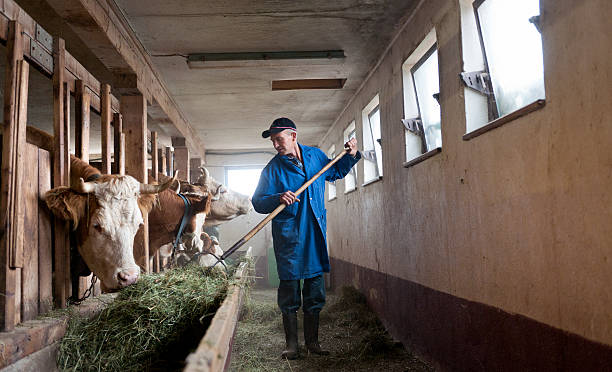 agricultor alimentar as vacas em barn - farmer color image photography switzerland - fotografias e filmes do acervo