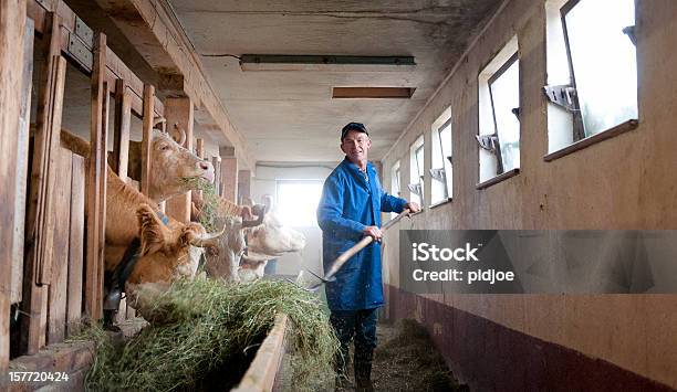 Rolnik Żywienie Krów W Barn - zdjęcia stockowe i więcej obrazów Rolnik - Rolnik, Szwajcaria, Krowa