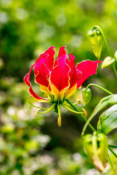 istock Flora planted in a garden. 1577204358