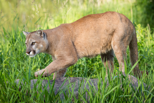 The cougar (Puma concolor), also commonly known by other names including catamount, mountain lion, panther and puma is American native animal. Picture taken in the ZOO.