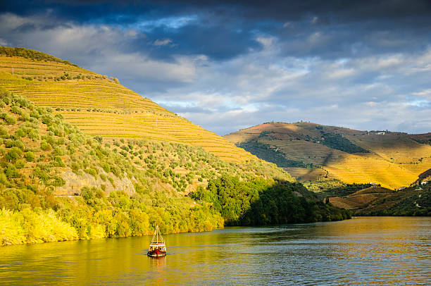 A traditional Portuguese rabelo boat cruising down the Duoro River, Portugal.  Terraced vineyards cover the hills next to the river.