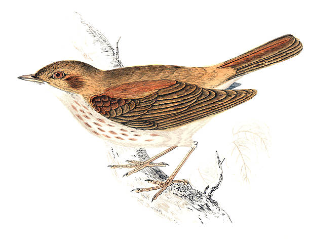 Thrush Nightingale - Hand Coloured Engraving Thrush Nightingale - Hand Coloured Engraving nightingale stock illustrations