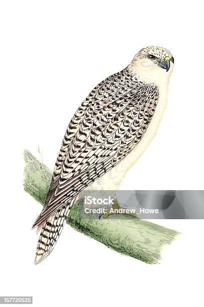 Ilustración de Gyr Falcon Mano De Color Grabado y más Vectores Libres de Derechos de Halcón - Halcón, Fauna silvestre, Ilustración