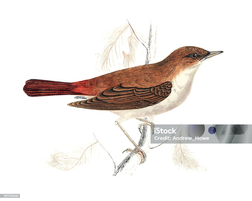 Nightingale - Hand Coloured Engraving Nightingale - Bird stock illustration
