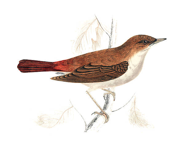 Nightingale - Hand Coloured Engraving Nightingale - Hand Coloured Engraving nightingale stock illustrations