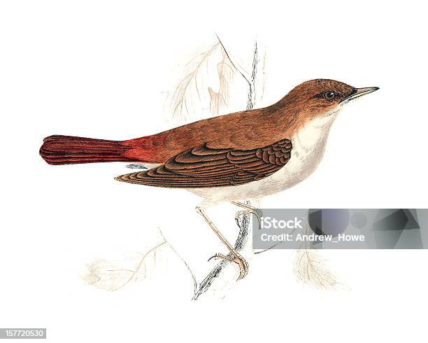 Nightingale Hand Coloured Engraving Stock Illustration - Download Image Now - Nightingale - Bird, Bird, 19th Century