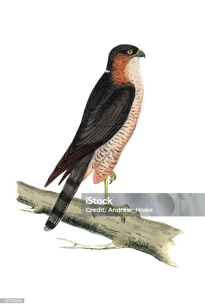 Sparrowhawk - Hand Coloured Engraving Sparrow Hawk stock illustration