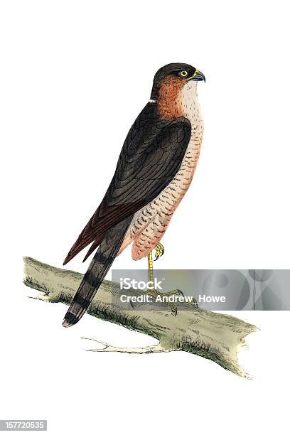 Sparrowhawk Hand Coloured Engraving Stock Illustration - Download Image Now - Sparrow Hawk, Animal Wildlife, Bird