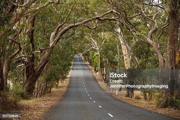 Viaggio Attraverso Gli Alberi Di Eucalipto - Fotografie stock e altre immagini di Australia - Australia, Valle Barossa, Paesaggio