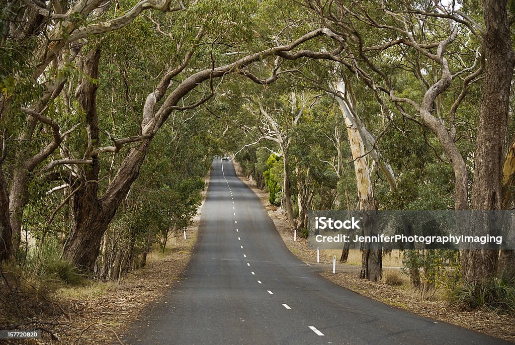 Road trip through the Gum Trees Gum Trees (Eucalyptus) line both sides of this road in the Barossa Valley. Australia Stock Photo