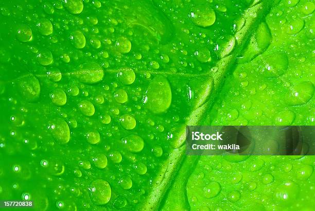 Perls Acqua Su Verde Foglia - Fotografie stock e altre immagini di Acqua - Acqua, Ambientazione tranquilla, Ambiente