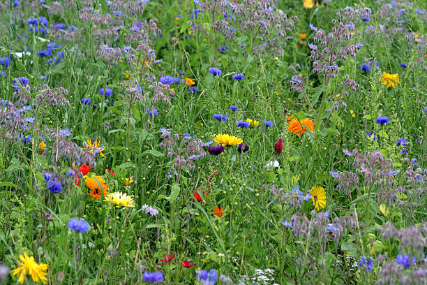 수레국화, 가시양귀비, 보리지, 매리골드 및 기타 야생화 여름 메도 - wildflower vibrant color outdoors full frame 뉴스 사진 이미지