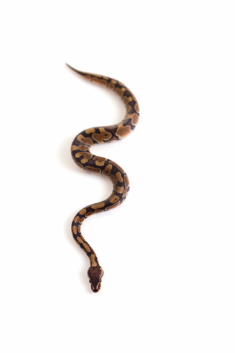 BOGOR, INDONESIA - May 13, 2023: A specially bred corn snake was spotted in Bogor, West Java, Indonesia, on May 13, 2023.