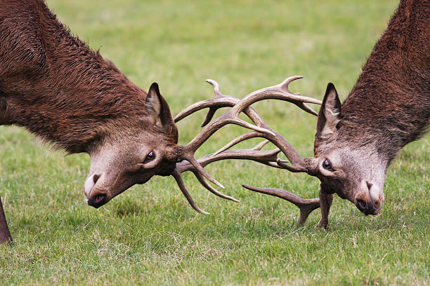 Rutting red deer stags fighting with antlers locked stock photo
