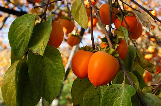 Cluster of organic persimmon fruit growing on a tree branch, on a farm along the California coast.