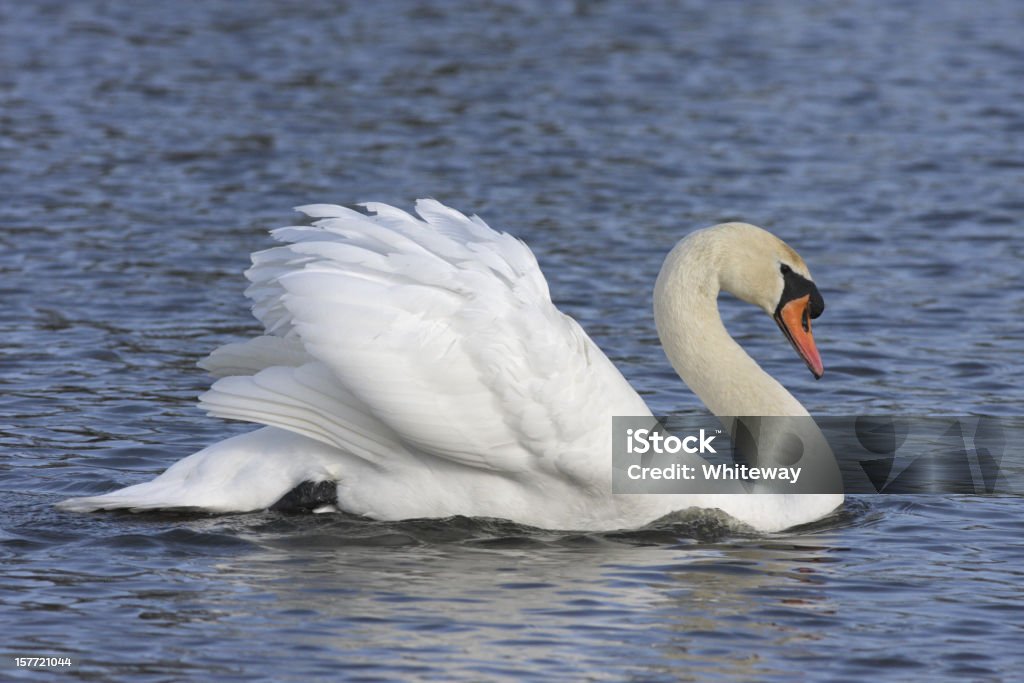 Cigno reale maschio cob è imponente lord di dominio - Foto stock royalty-free di Cigno