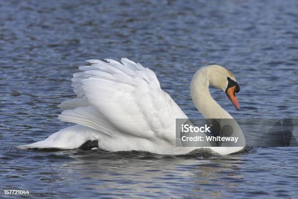 Cigno Reale Maschio Cob È Imponente Lord Di Dominio - Fotografie stock e altre immagini di Cigno