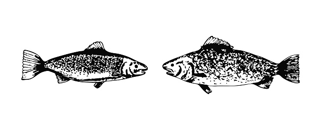 Sketch textured vector black common freshwater bream illustration. Bronze carp or dorado fish in engraving style for educational apps, marine design, cooking recipe decor, sticker, logo, tattoo