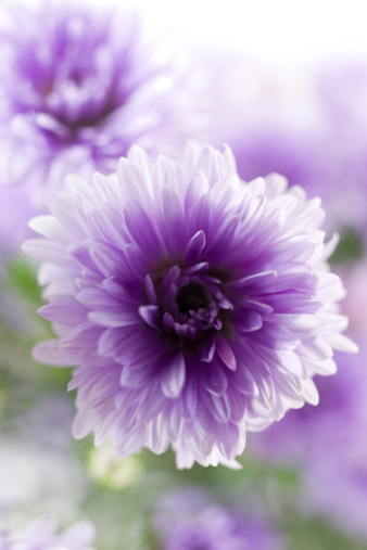 A small Purple Aster flower, perfect copy space, backlit, shot with a shallow depth of field with a dreamy bokeh background. Focus is on petals near the centre of the flower. 
