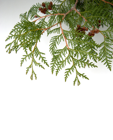 Cedar boughs isolated on a white background with copy space.