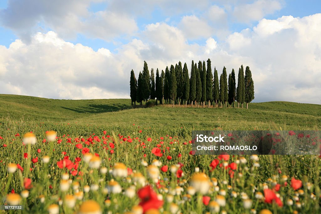 Prato e cypresses in Val d'Orcia, Toscana, Italia - Foto stock royalty-free di Albero
