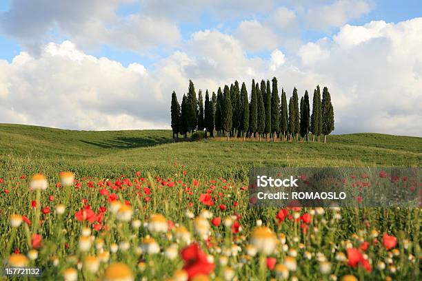Prato E Cypresses In Val Dorcia Toscana Italia - Fotografie stock e altre immagini di Albero - Albero, Ambientazione esterna, Bellezza naturale