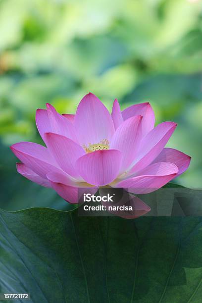 Lotus - Fotografie stock e altre immagini di Bellezza - Bellezza, Bellezza naturale, Buddismo