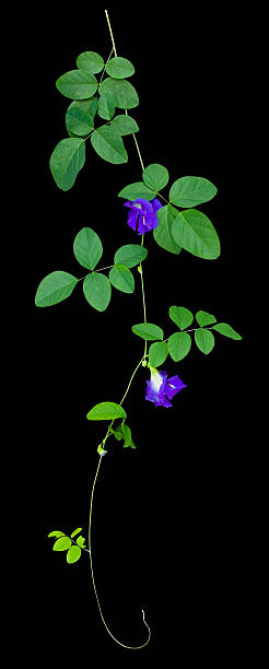 Butterfly Pea creeper plant. This creeping vine is great for use as a background or a border in 4 colour or a single tone. Clipping path included. 