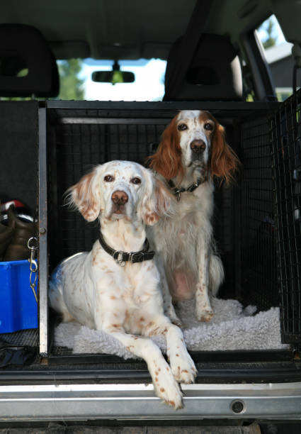 istock Ready To Go ! English Setters in a crate inside  car 157721214