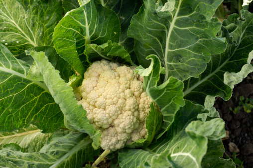 Close-up of a organic cauliflower cluster growing on the end the plant stalk.