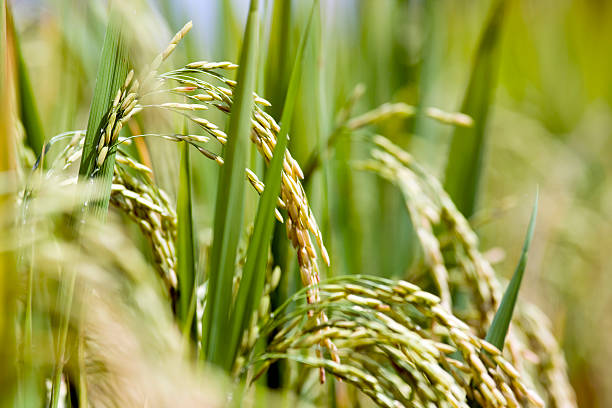 rice field. - reisfeld stock-fotos und bilder