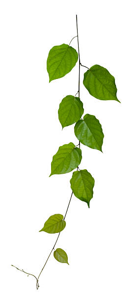 istock Creeper plant with clipping path included. 157721306