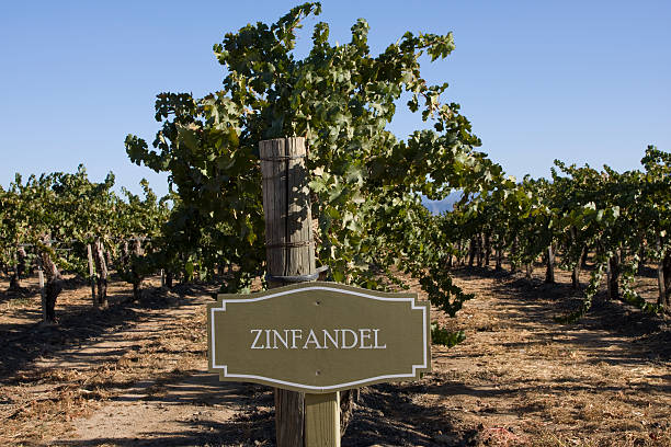 zinfandel accedi vineyard, le righe di uve crescono, azienda vinicola, compromettendo-prospettiva - uva zinfandel foto e immagini stock
